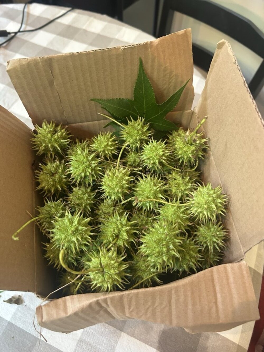 Over 130 4LB Green Sweet Gum Balls From Live tree Witches Burrs Crafts Aquarium - Picture 3 of 6